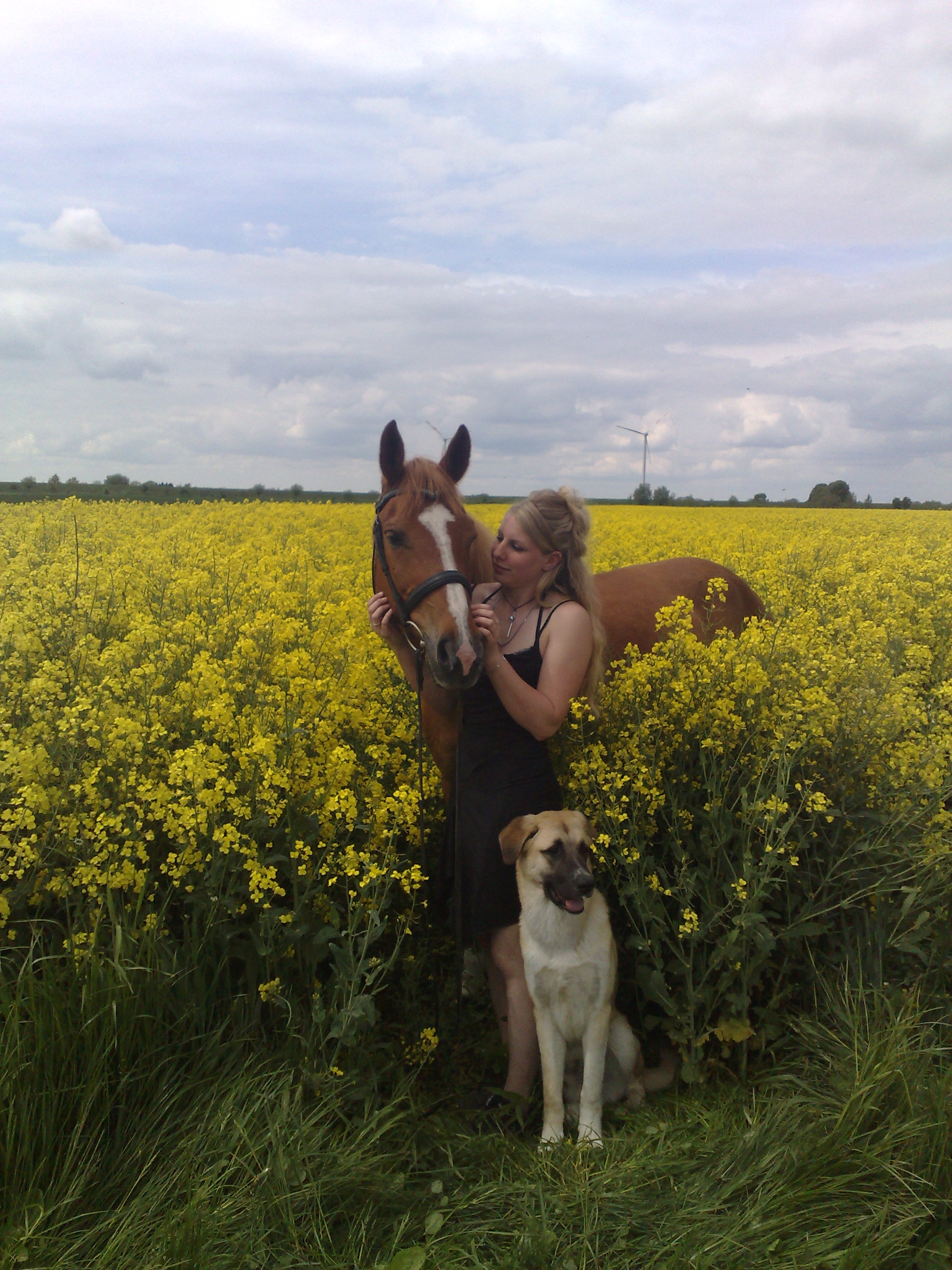 Kangal Germanischer Bärenhund Welpen in Elmshorn | Tiere ...