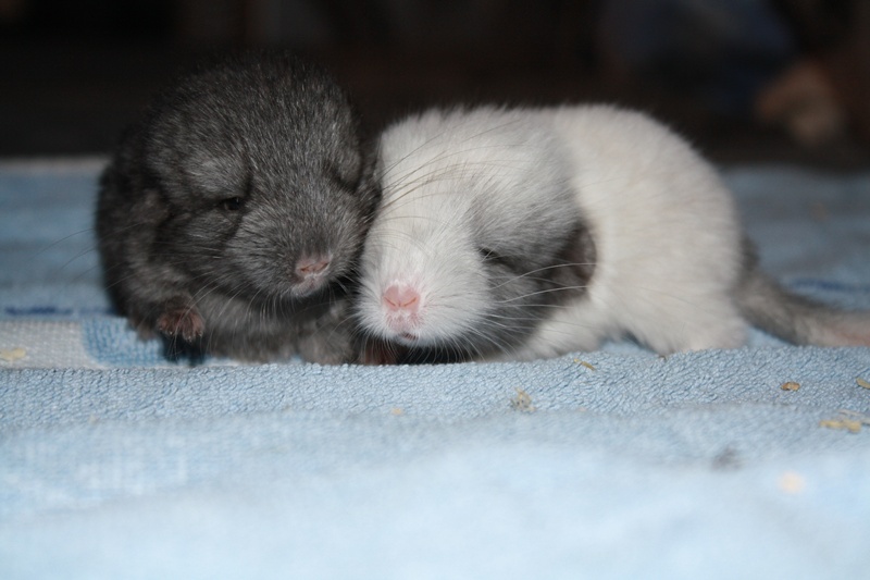 Süße Chinchillas suchen neues Zuhause in Düsseldorf | Tiere | Kleinanzeigen