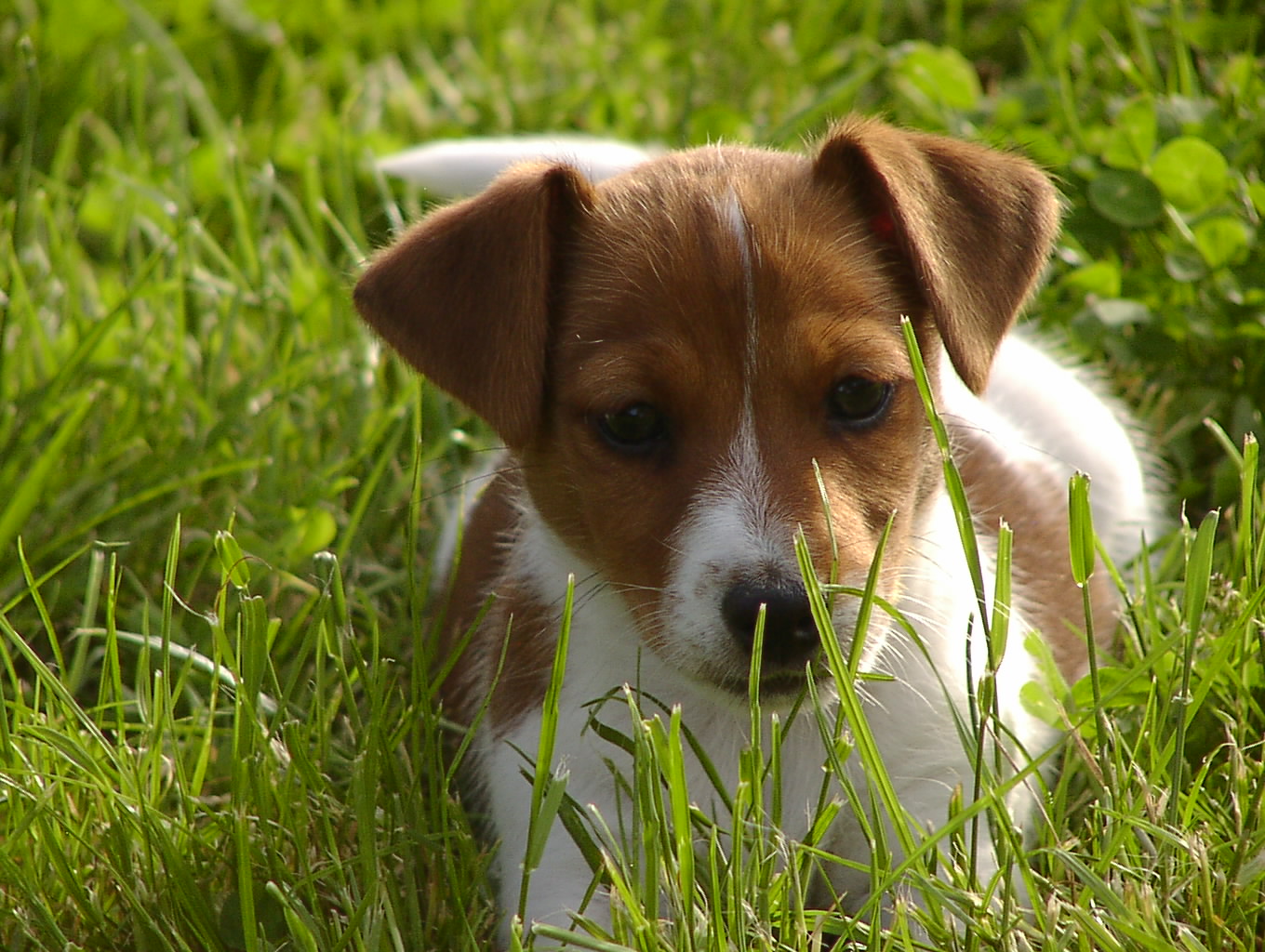 Der besondere Jack Russell Terrier in Wietzen Tiere Kleinanzeigen