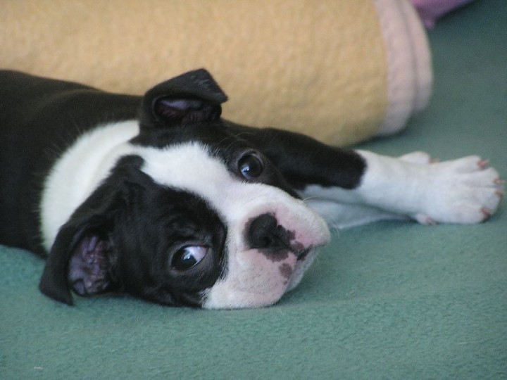 Süßer Boston Terrier welpen in Erich-Schlesinger-Straße 19, Rostock