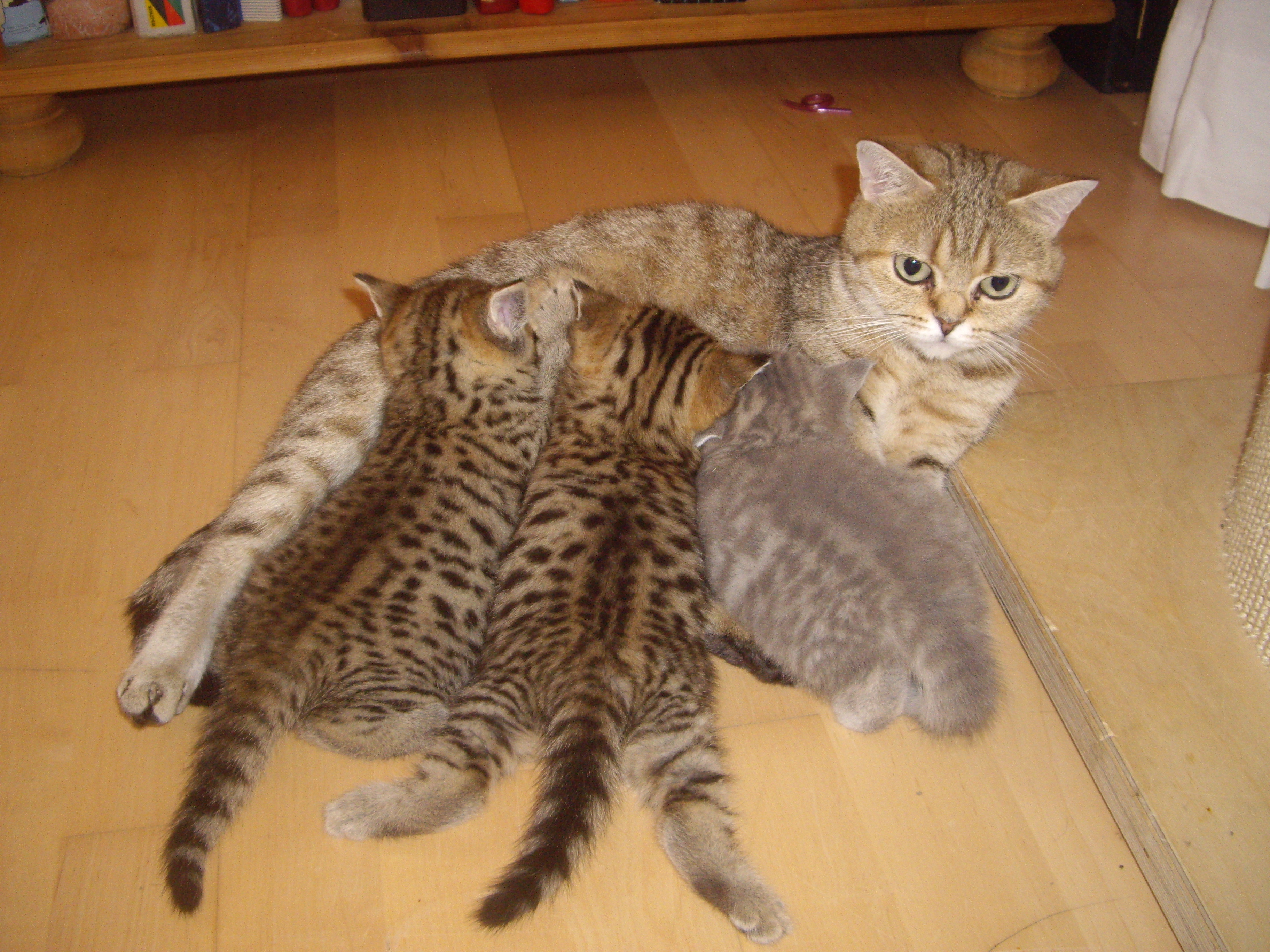 BKH Katzen in Kupferzell Tiere Kleinanzeigen