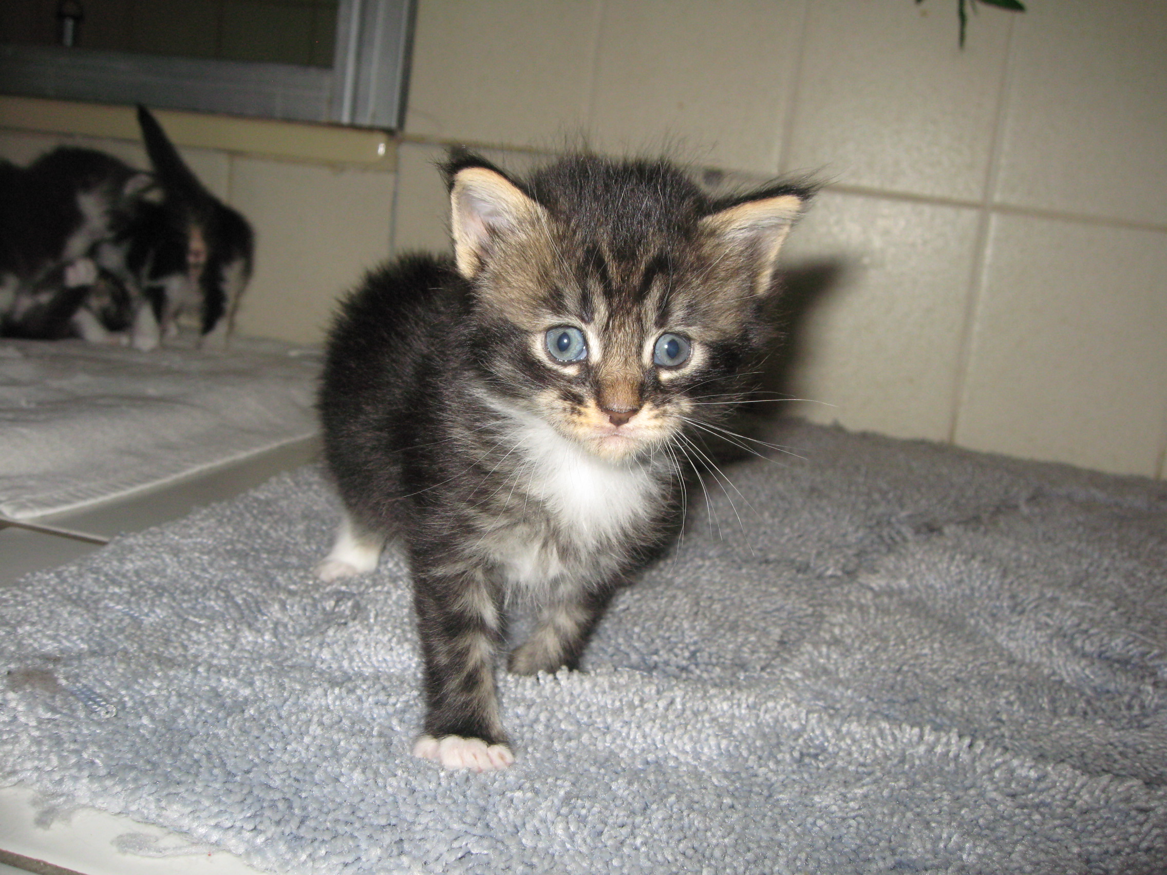 Süße Maine Coon Kitten abzugeben in Aerzen | Tiere | Kleinanzeigen