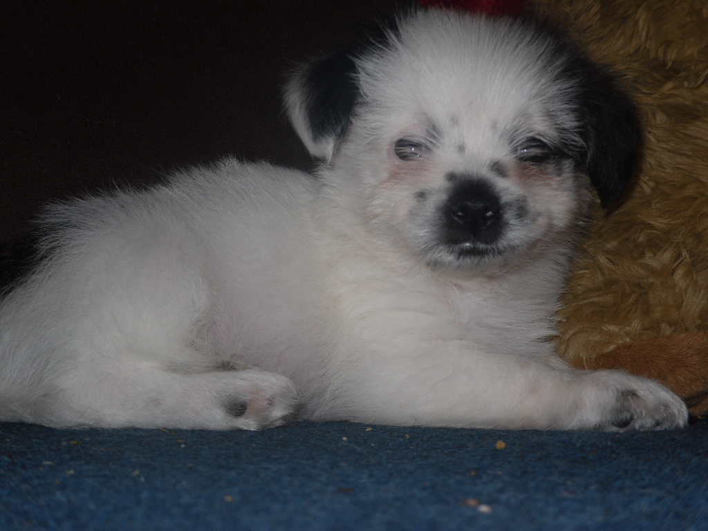 Kleinbleibende Hundebabys Suchen Ein Liebevolles Zuhause In Barleben ...