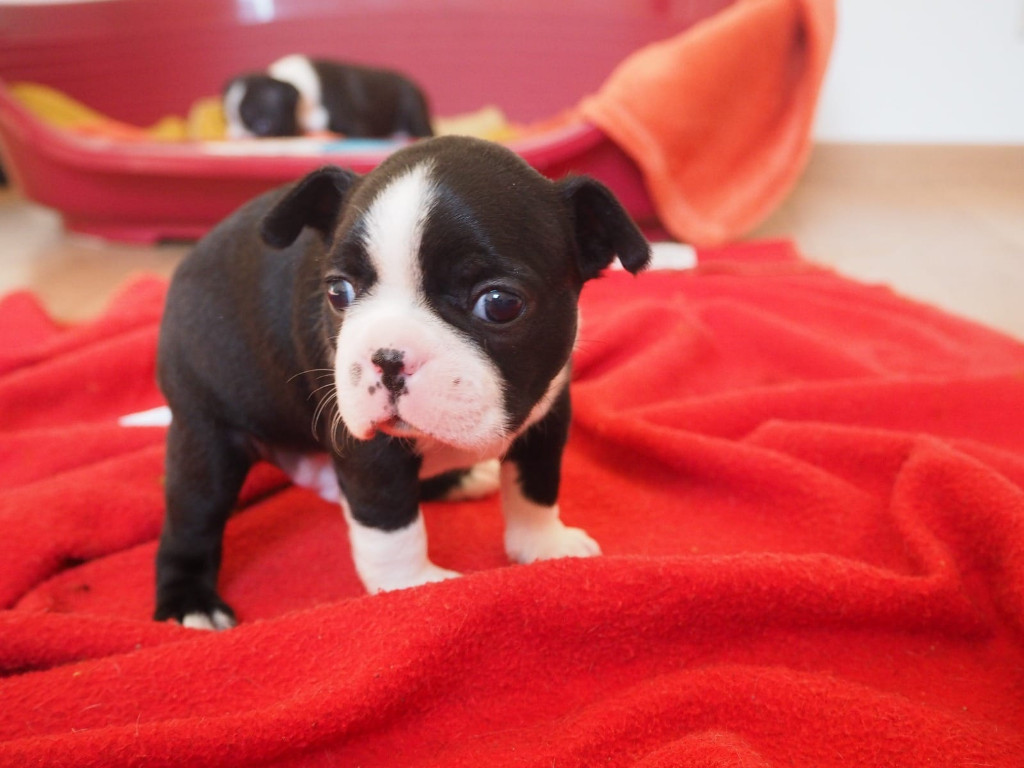 Wunderschöne Boston Terrier Welpen in Erfurt | Tiere | Kleinanzeigen