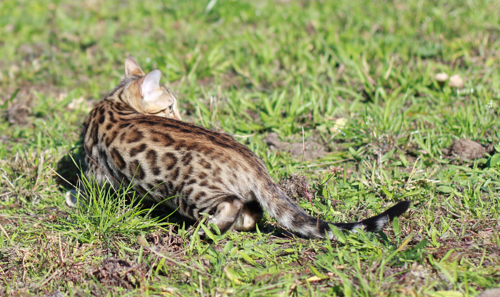 Traumhafte Bengalkatzen neue Zuchtgeneration bei www Bengalkatzen com