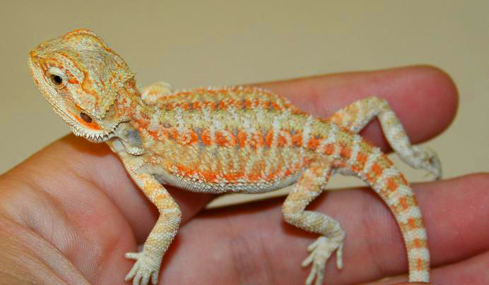 Bartagame Hypo Rot Orange Bartagamen Männchen TOP Farben in