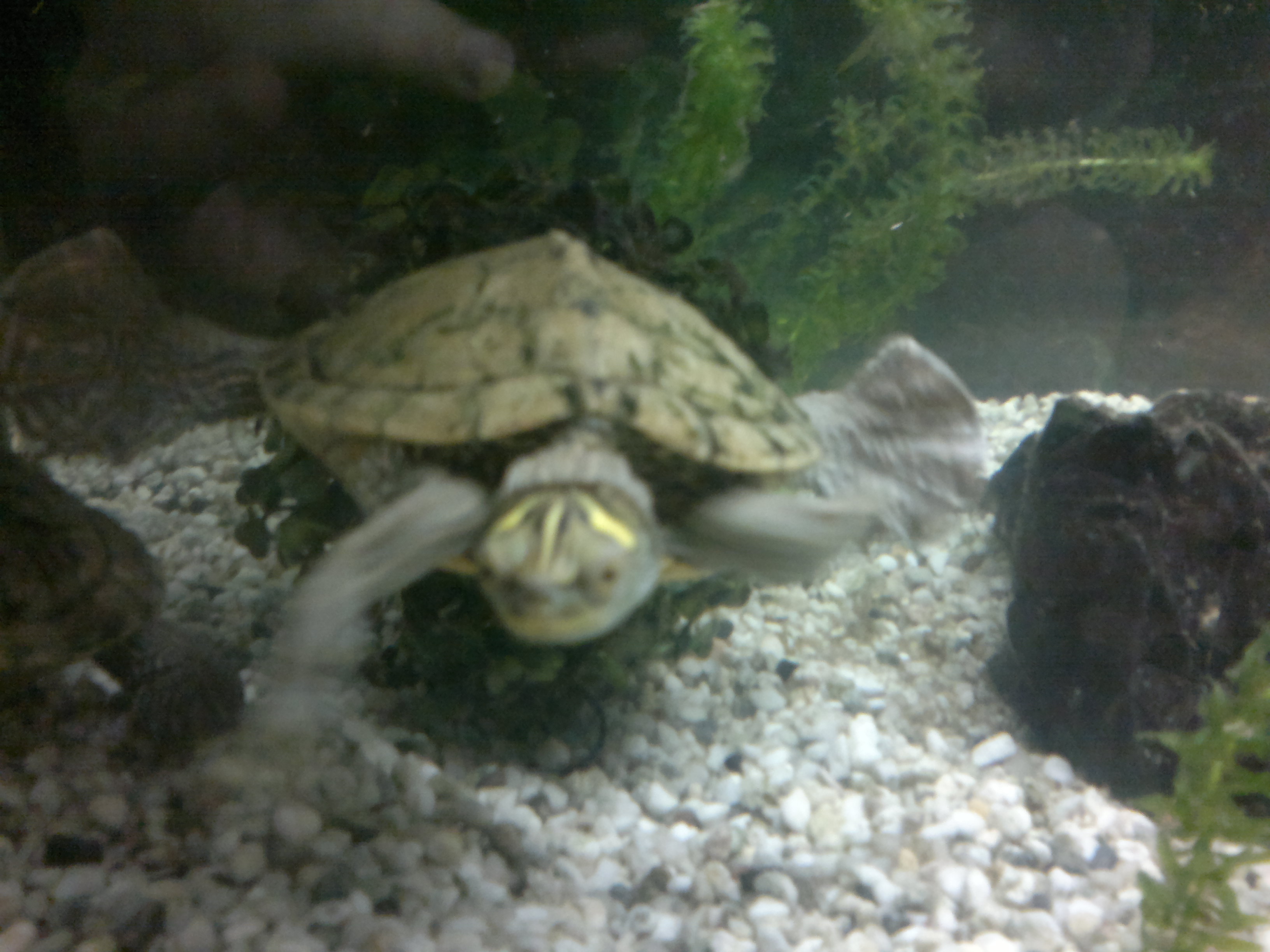 Wasserschildkröten Aquarium Zubehör in köln | Tiere | Kleinanzeigen