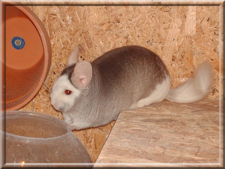 Chinchilla Böckchen 78224 in Singen | Tiere | Kleinanzeigen