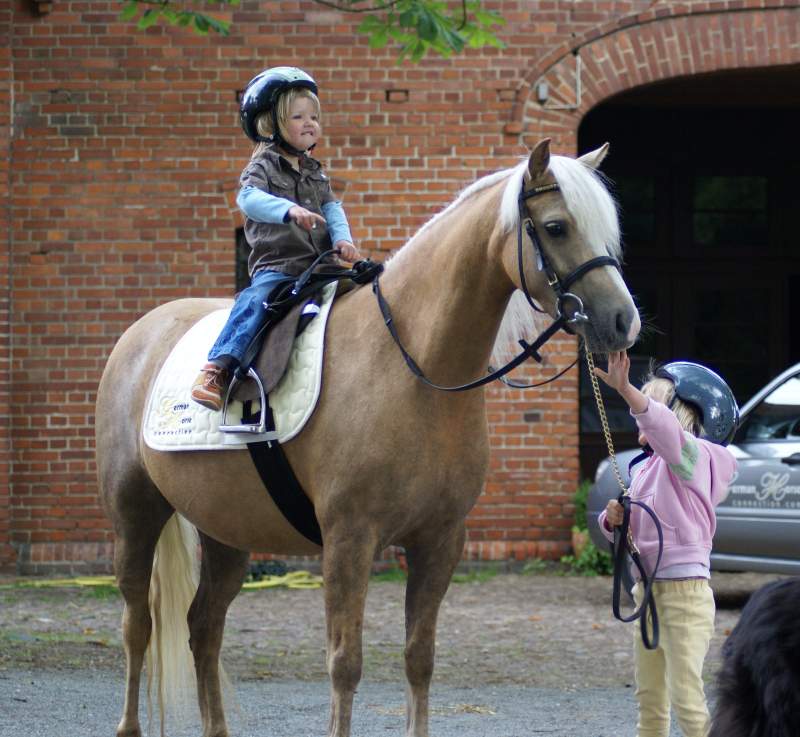 Welsh Pony wallach Stute in Bremen | Tiere | Kleinanzeigen