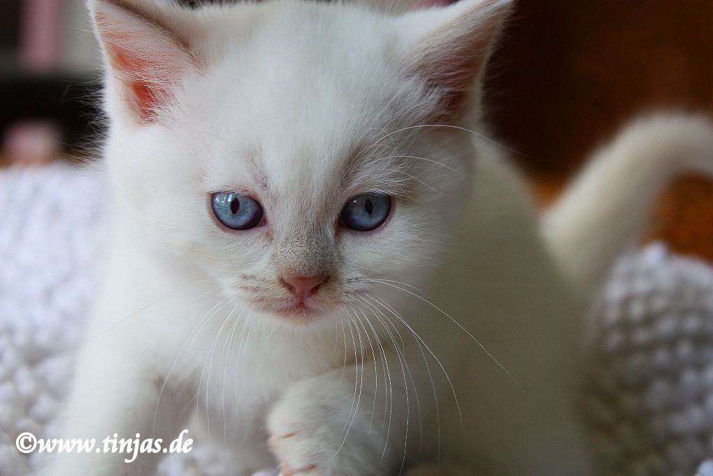 Bkh Katzenbaby In Blue Golden Tabby Point In Berlin Tiere