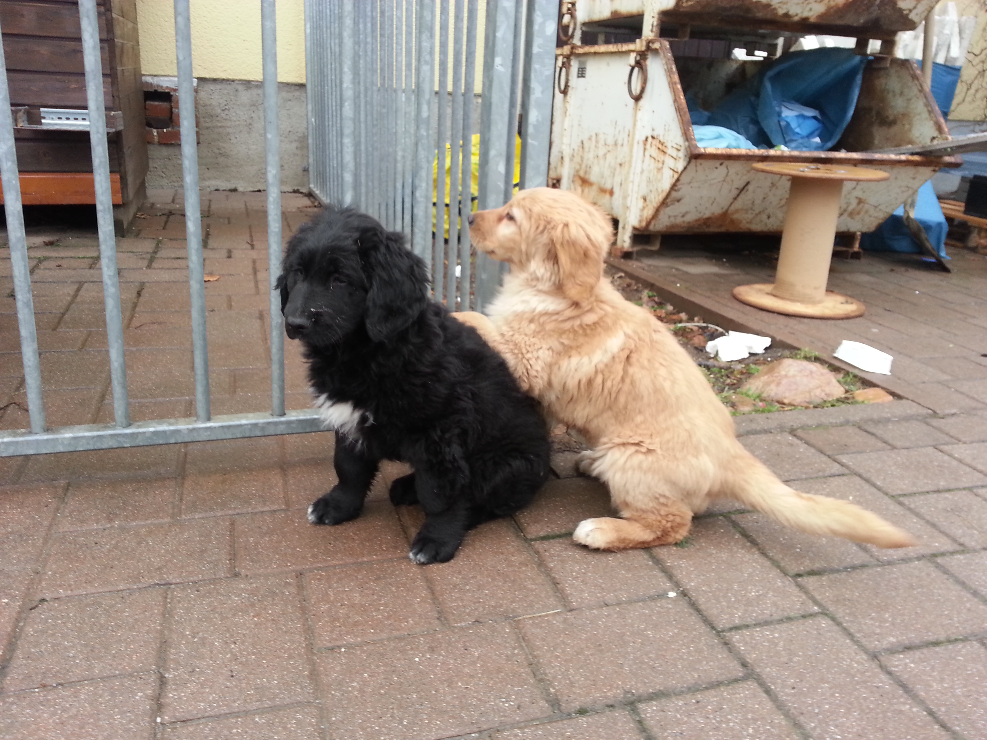 Hovawart Golden Retriever Welpen suchen neues Zuhause in Neschwitz OT ... - BilD 20130204231917