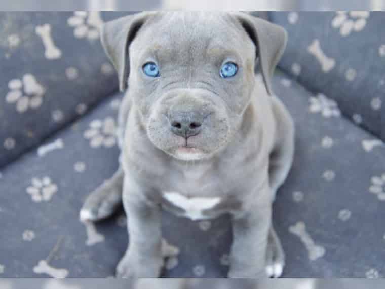 Hund Blaue Augen Wet freudige Hund. Sehen Sie WidescreenWallpaper