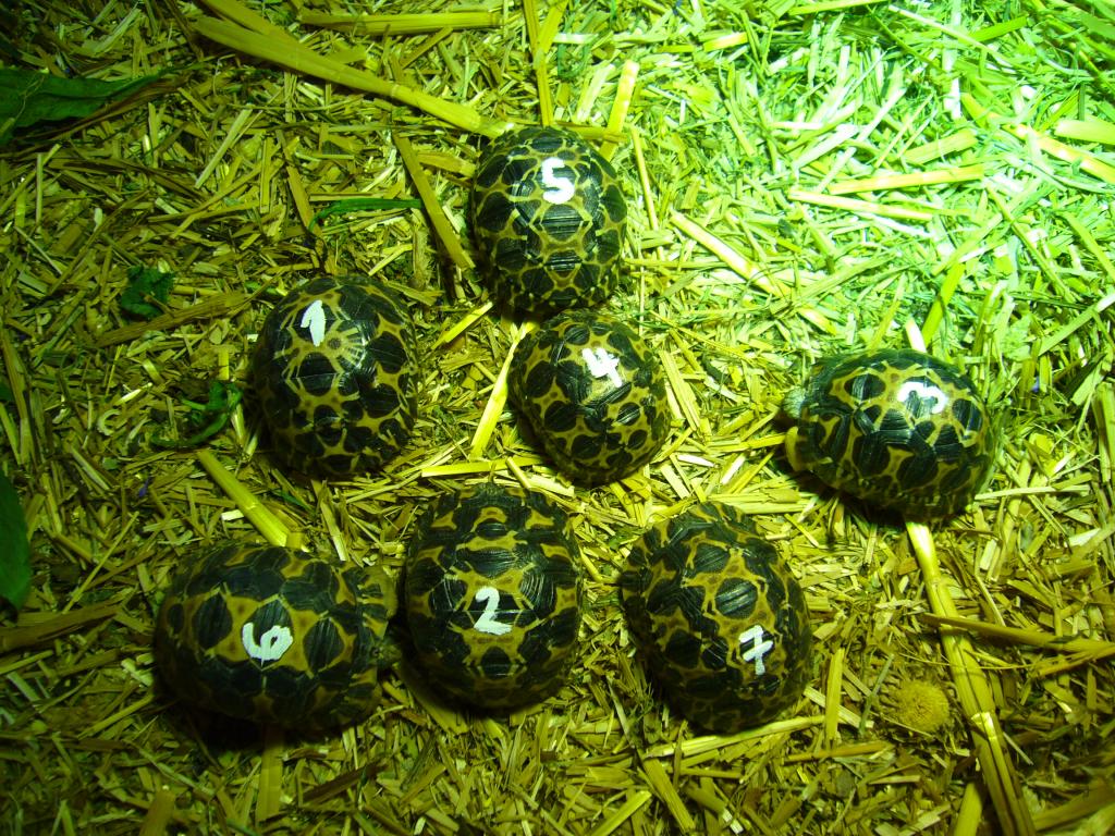 Strahlenschildkröte Astrochelys Radiata Dnz 2023 In Achterwehr 