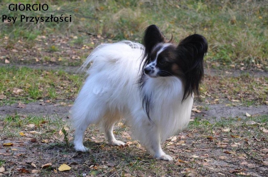 Papillon Welpen FCI Hunde show in Bromberg | Tiere ...