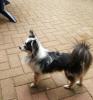 Blue Merle Chihuahua Deckrüde mit Papiere aus guter Linie