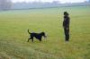 Welpen CURLY COATED RETRIEVER - lockig