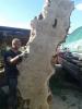 Getrocknetes Schnittholz aus Topolya - Pappelholz bestellbar!
