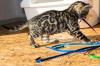 Menschenbezogene,  prächtige Bengal Kitten - aus seriöser Zucht