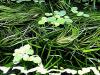 Muschelblume,  Aquarienpflanze,  Versand/  Abholung