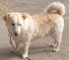 FRIENDLY - Mix -Dringend Pflege- oder Endplatz gesucht - 4 Jahre - Tierhilfe-Fra