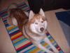 siebirischer Husky abzugeben