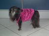 exclusive Strickpullover für Kleinhunde