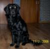 Golden Retriever-Mischling,  8 Monate alt