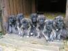 Brettenhall´s Irish Wolfhound