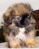 Pekinese,  Rüde,  10 Wochen,  sof