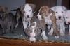vier Pitbull/ Am. Staff. Welpen