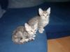 Chewbaca´s Bengalen