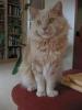 Main Coon Kater oder/ und Katze