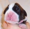 Boxerwelpen mit BK/ VDH-Papieren