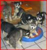  Huskywelpen suchen ein neues Zuhause