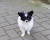 Papillon Welpen,  11 Wochen alt
