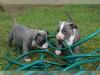 American Pitbull Terrier Blue-Line Welpen
