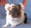 Süsse bunte Babymeerschweinchen