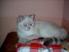 Bkh Deckkater