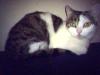 Türkisches Katzen Weibchen