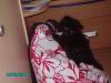 perserkater