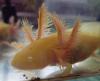 Axolotl abzugeben