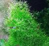 Sternlebermoos,  Aquarienpflanzen (Versand/  Abholung)