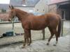 Warmblut