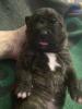 Dogo/ Presa Canario Welpen