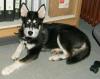 Husky Alaska Malamute Rüde 5monate alt