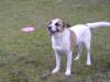                Jack Russel Mix sucht dringend ein neues Zuhause