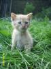 rot-getigerte katerchen (hauskatze) suchen dosenöffner