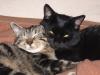 2 süße Katzen wg Allergie abzugeben (1 1/ 4 jahre alt)