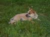 Australian Cattle Dog -  Hündin