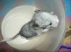 Chinchilla Silber,  Platinschecke